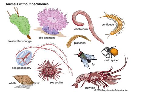 动物骨骼|图说骨骼系统(Skeletal system)·无脊椎动物